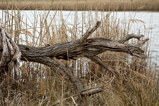 Fallen dead tree in marsh, warm colors. Background