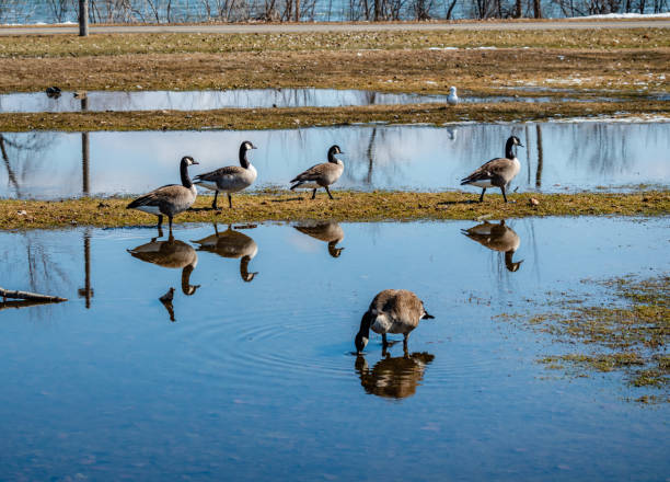 istock Geese looking for the food 1215027294