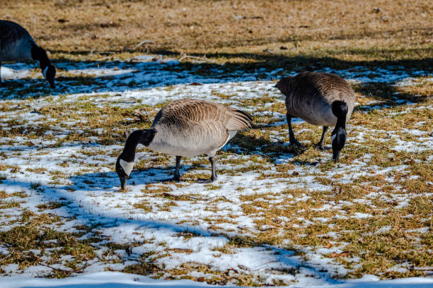 Springtime, geese looking for the food and trying to find a partner