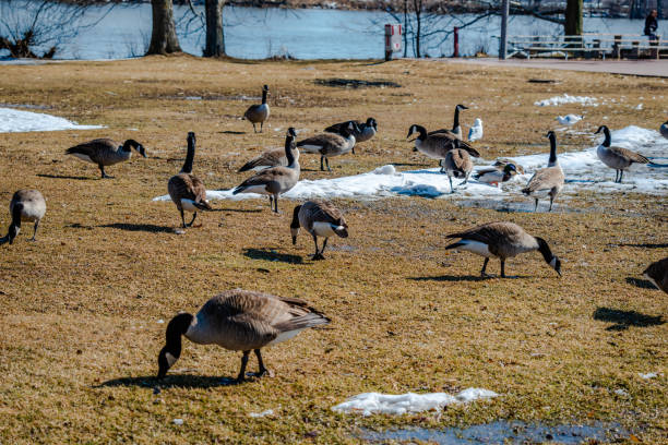 istock Geese looking for the food 1215028141