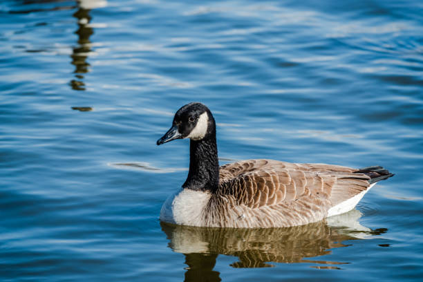istock Geese looking for the food 1215028286