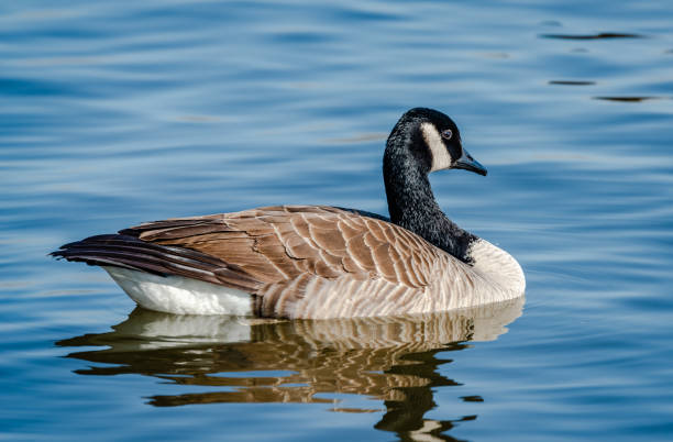 istock Geese looking for the food 1215028302