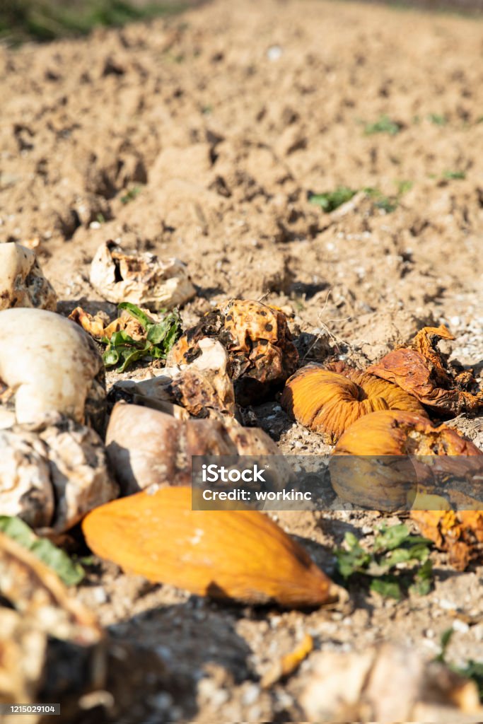 Effected Melon Yard Agriculture Stock Photo