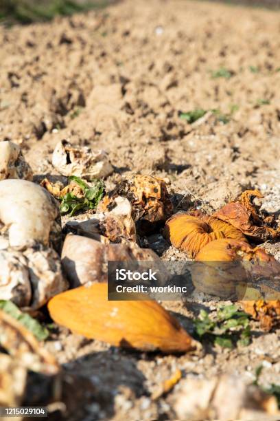 Effected Melon Yard Stock Photo - Download Image Now - Agriculture, Asia, Awning