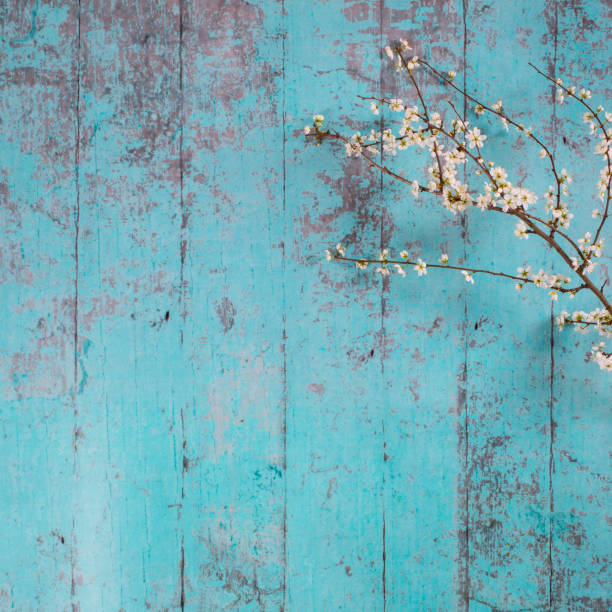 Lovely white cherry blooms on the branches. They are blooming before they get the leaves. On the green wooden background stock photo