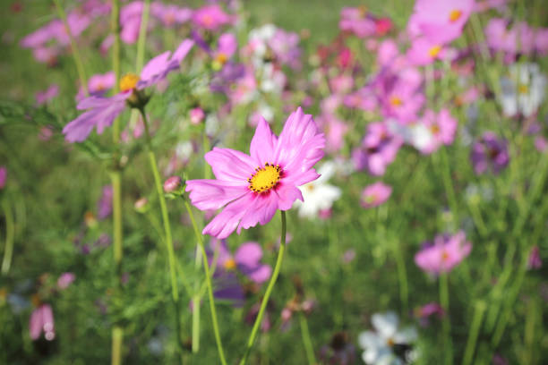 istock Cosmos flowers blooming in the garden 1215031191
