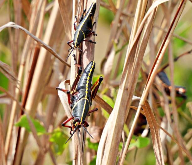 istock Eastern Lubber Grasshoppers (Romalea microptera) resting on a stalk in the Florida wetlands 1215035549