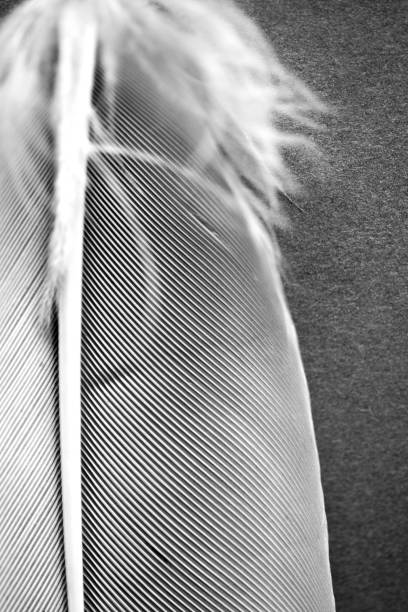 istock Black and white feather detail background 1215040460
