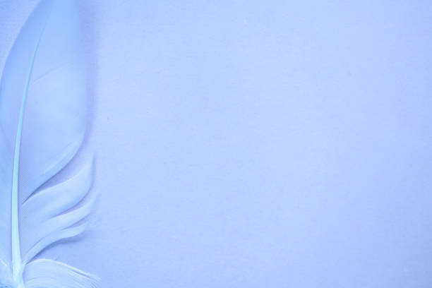 istock Light blue feather background. Out of focus feather texture. 1215040631