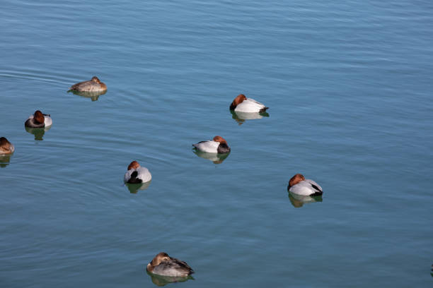 eight red brown white ducks sleeping in dark blue water, by day