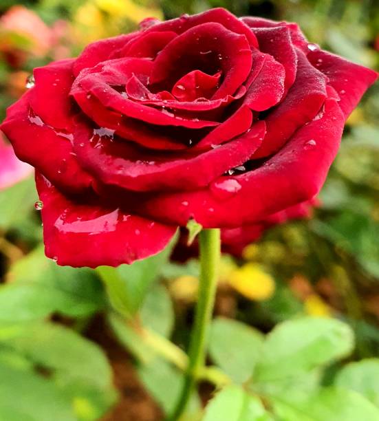 istock a red rose flower in the park 1215042004