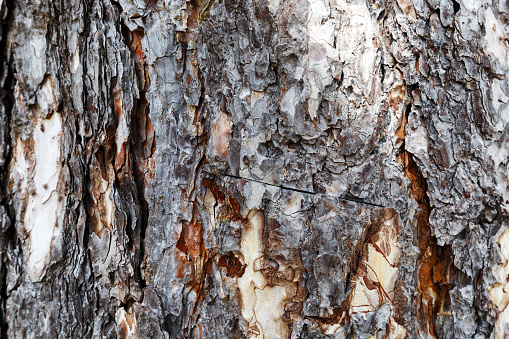 Old tree bark texture close up ,macro