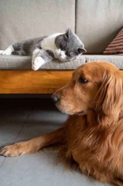 istock Golden Retriever and British Shorthair 1215044506