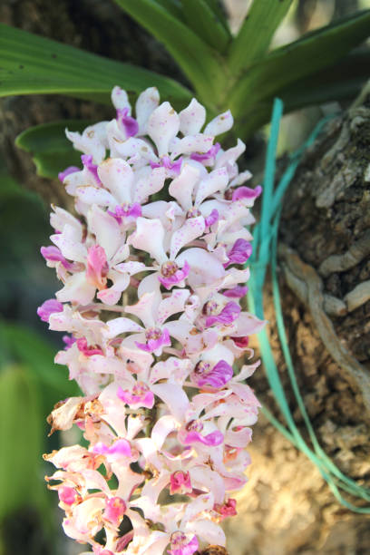Rhynchostylis gigantea orchids flowers bloom in spring adorn the beauty of nature Rhynchostylis gigantea orchids flowers bloom in spring adorn the beauty of nature rhynchostylis gigantea orchid stock pictures, royalty-free photos & images