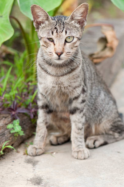 Stray cat with deformed right eye stock photo