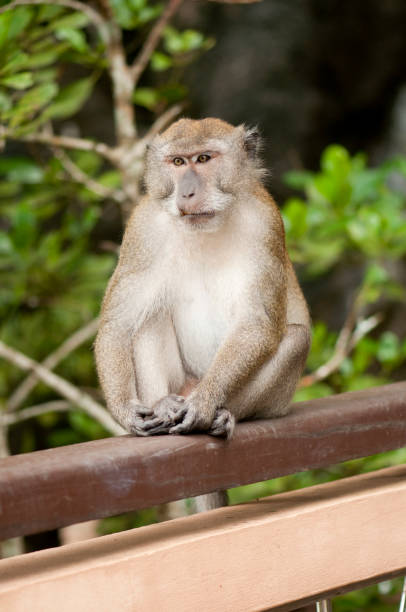 Long-tailed Macaque on the railing stock photo
