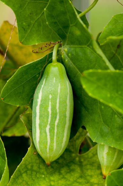 Close-up of Ivy Gourd Fruit stock photo