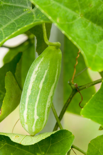 Close-up of Ivy Gourd Fruit stock photo