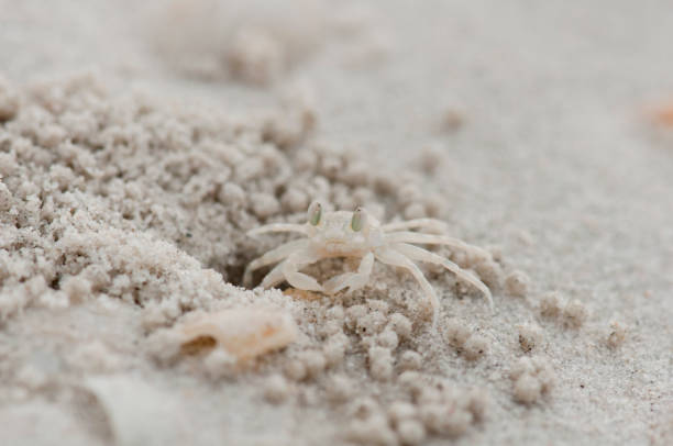 Small crab on the beach at Langkawi, Malaysia stock photo