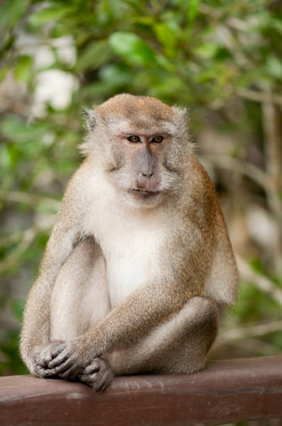Long-tailed Macaque on the railing stock photo