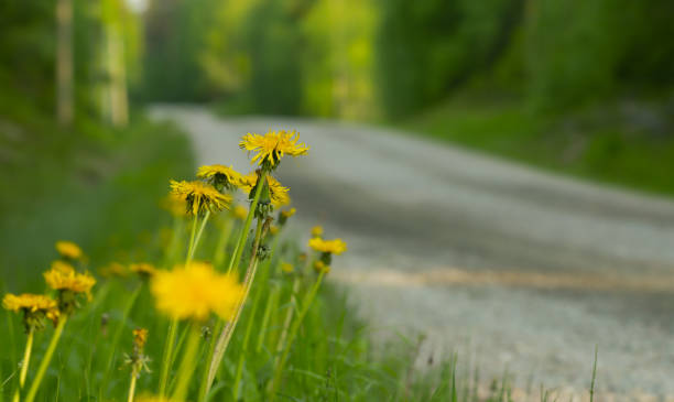 istock Blooming dandelion plants besides sunlit forest road in sweden 1215046412