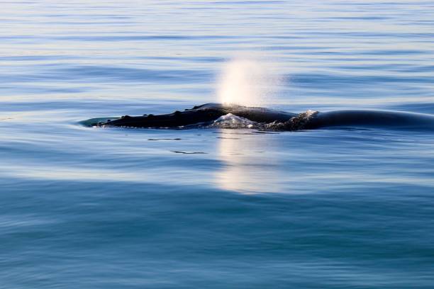 istock Glass off days with Humpback whales 1215047065