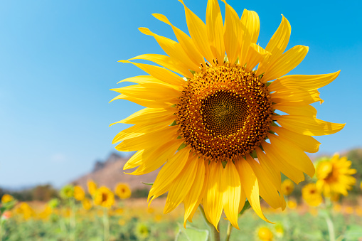 Beautiful sunflower on blue sky background.