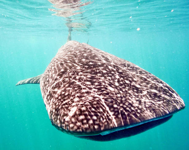 Whale shark smiles Swimming with Whale sharks on Ningaloo Reef in the blue ocean exmouth western australia photos stock pictures, royalty-free photos & images