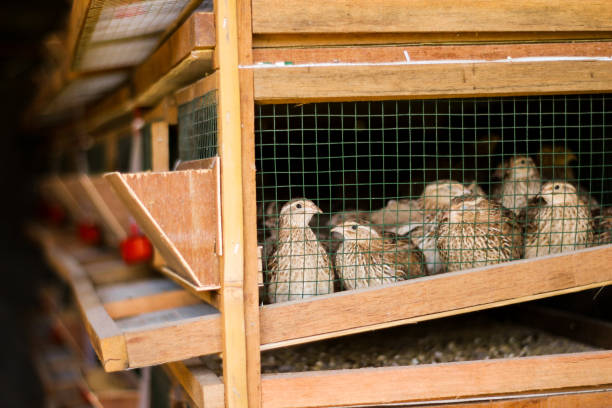 Fresh quail cages are arranged in stages with a place to feed and drink,selective focus