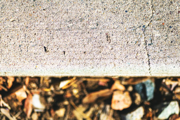 Cataglyphis nodus Queen Ant
