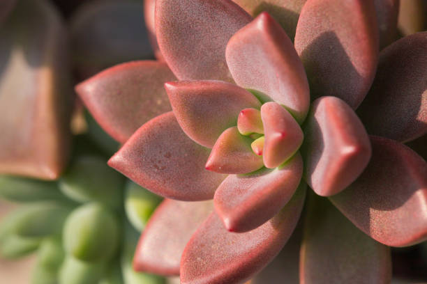 istock Succulent plant. close-up image 1215049025