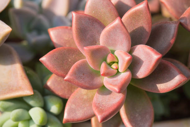 Succulent plant. close-up image