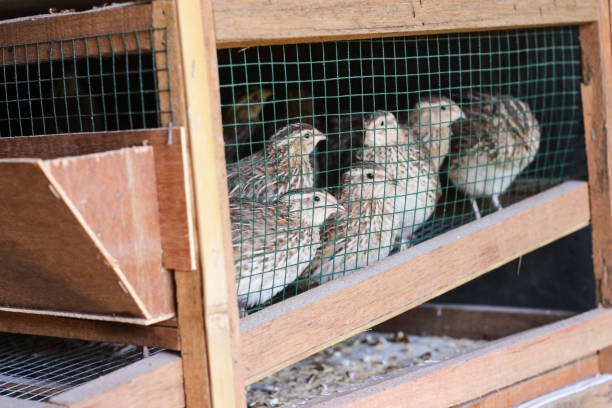 istock Fresh quail cages are arranged in stages 1215049248