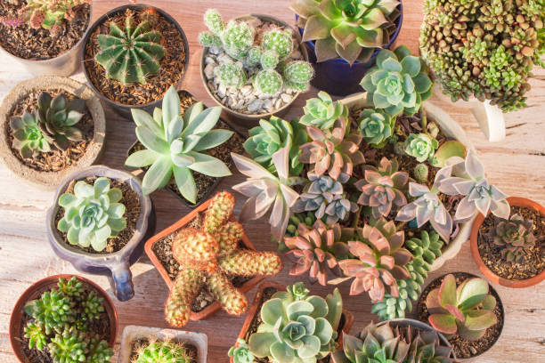 istock Collection of cacti and succulents 1215049859