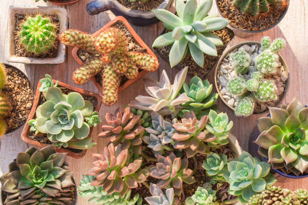 istock Collection of cacti and succulents 1215049960