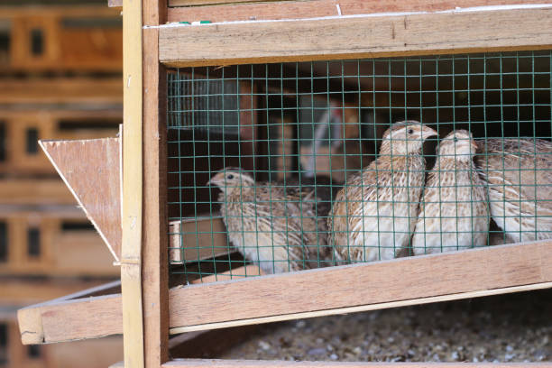 istock Fresh quail cages are arranged in stages 1215050130