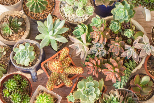 istock Collection of cacti and succulents 1215050147