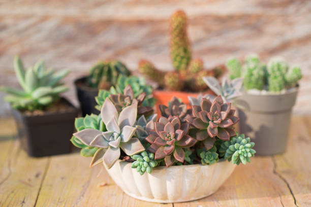 istock Collection of cacti and succulents 1215050309