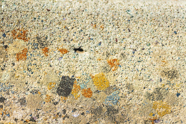 Digital Wallpaper Environmental Backgrounds and Textures and from Nature Worn (Shot with Canon 5DS 50.6mp photos professionally retouched - Lightroom / Photoshop - original size 5792 x 8688 downsampled as needed for clarity and select focus used for dramatic effect)