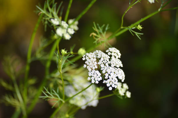 Insects on the flower of a wild carrot, Daucus carota which is a common plant in Denmark and often seen on roadsides and shoulders