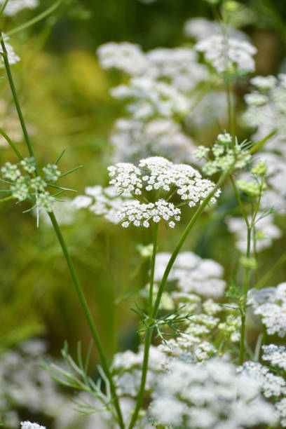 istock Cumin plant in the garden 1215052830