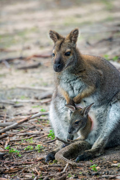 istock Swamp Wallaby and Joey 1215054867