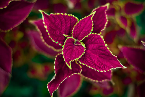 close up shot of purple flowers This is an close up photography of purple flowers coleus photos stock pictures, royalty-free photos & images
