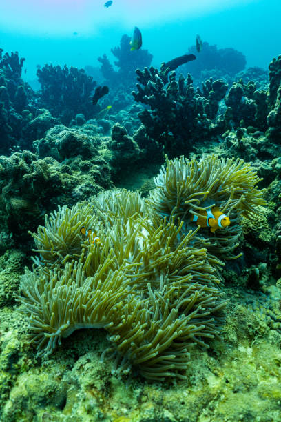 プーケットの浅い海で美しいアネモネとピエロの魚;タイ。 - sea life andaman sea thailand damselfish ストックフォトと画像