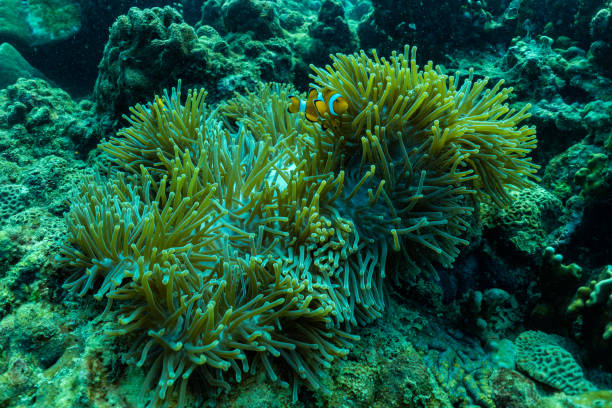 プーケットの浅い海で美しいアネモネとピエロの魚;タイ。 - sea life andaman sea thailand damselfish ストックフォトと画像