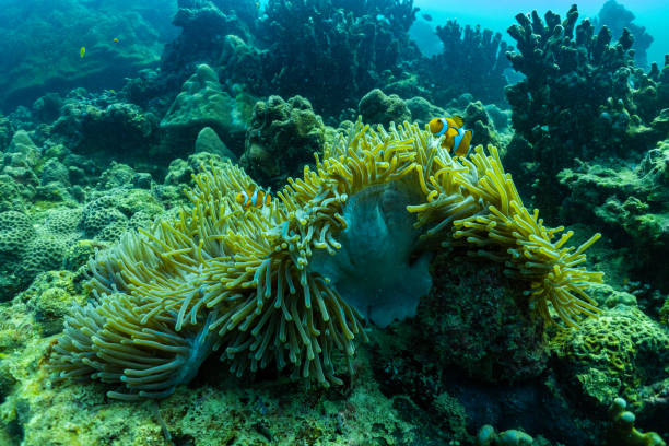 プーケットの浅い海で美しいアネモネとピエロの魚;タイ。 - sea life andaman sea thailand damselfish ストックフォトと画像