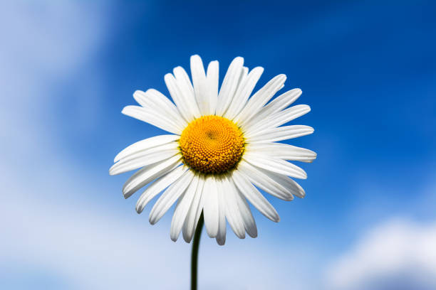 istock White daisy on the blue sky background 1215057999