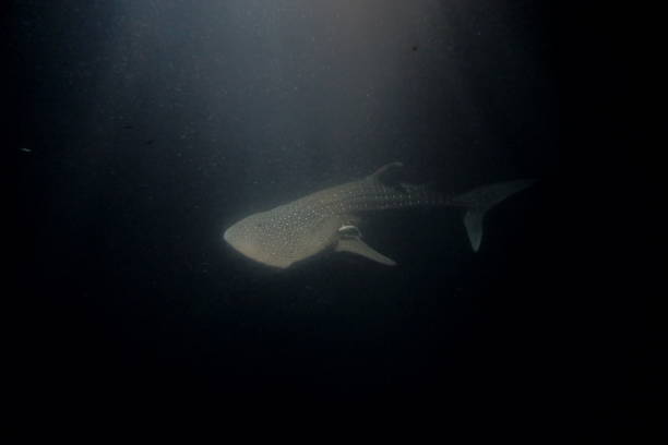 istock amazing whale shark 1215058994
