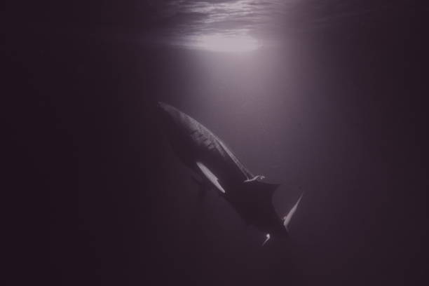 istock amazing whale shark 1215059001