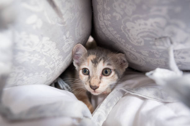 istock Frightened kitten hides in the cushions 1215059045